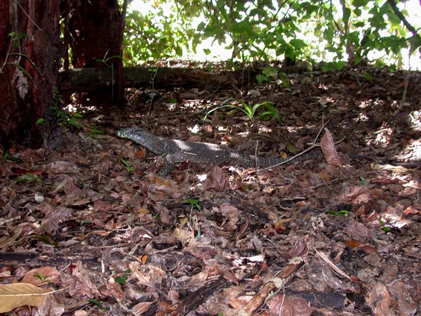 Goanna (Varanus Rosembergi)